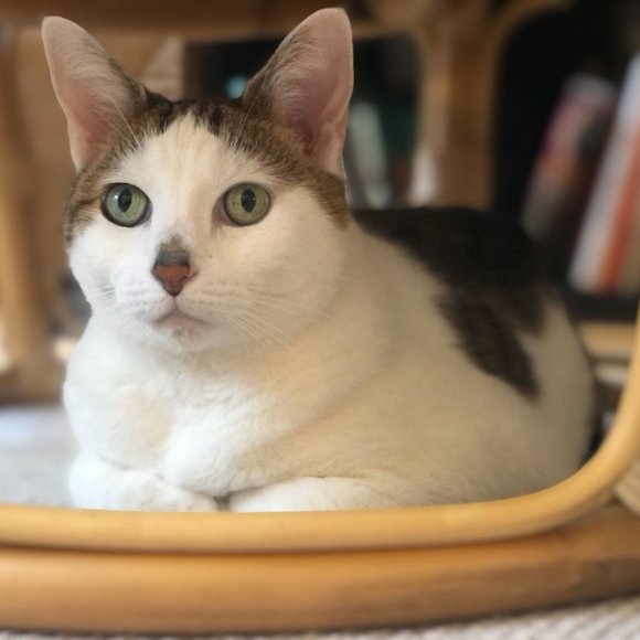 Meet your Posher, ᵗʰᵉ 𝗰𝗹𝗼𝘀𝗲𝘁𝑛𝑜𝑡𝑒𝑠 - Picture 3 of 4